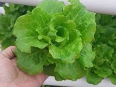 陽臺(tái)種菜論壇,陽臺(tái)菜園陽臺(tái)種菜論壇