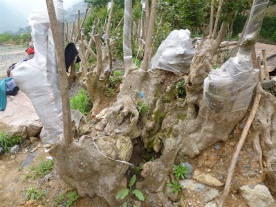 苗木qq群苗木微信群群號