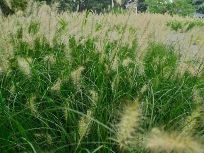 監理工程師哪個老師講的好伍曉亮監理工程師