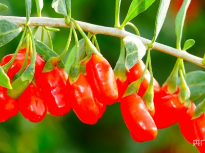 bim工程師可以掛證嗎,bim工程師證書可以掛么青海