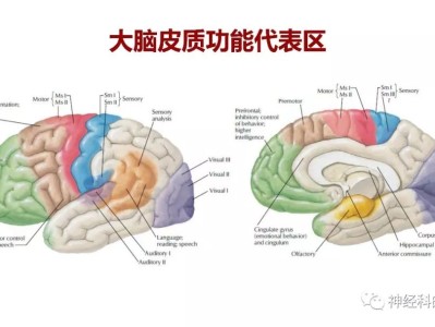 大腦結構圖及功能圖,大腦結構圖