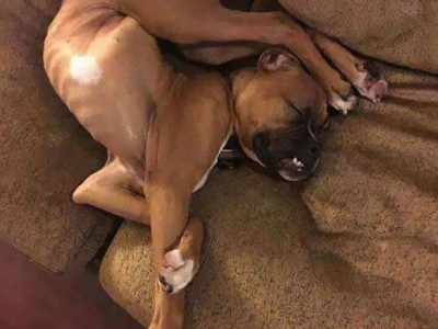 安全工程師練題狗,安全工程師題庫(kù)軟件